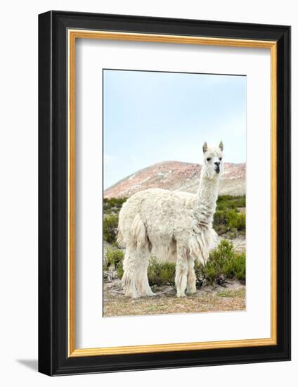 Colors of Peru - The White Llama II-Philippe HUGONNARD-Framed Photographic Print