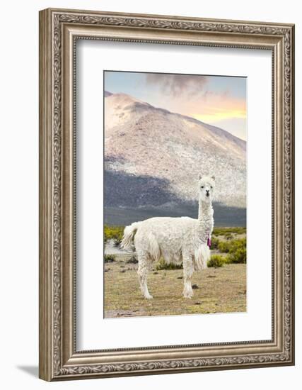Colors of Peru - The White Llama-Philippe HUGONNARD-Framed Photographic Print