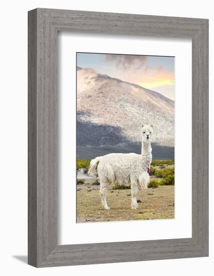 Colors of Peru - The White Llama-Philippe HUGONNARD-Framed Photographic Print