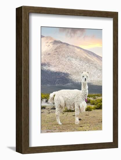 Colors of Peru - The White Llama-Philippe HUGONNARD-Framed Photographic Print