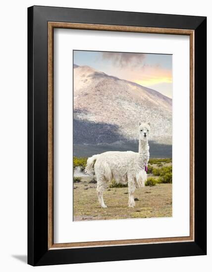 Colors of Peru - The White Llama-Philippe HUGONNARD-Framed Photographic Print