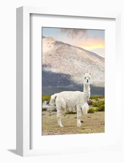 Colors of Peru - The White Llama-Philippe HUGONNARD-Framed Photographic Print