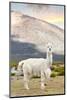 Colors of Peru - The White Llama-Philippe HUGONNARD-Mounted Photographic Print