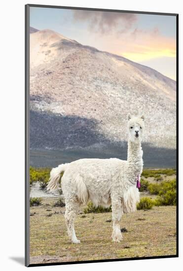 Colors of Peru - The White Llama-Philippe HUGONNARD-Mounted Photographic Print