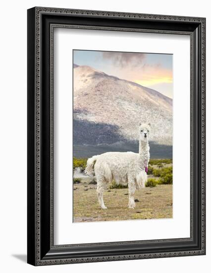 Colors of Peru - The White Llama-Philippe HUGONNARD-Framed Photographic Print