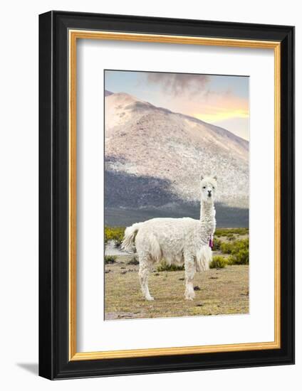 Colors of Peru - The White Llama-Philippe HUGONNARD-Framed Photographic Print