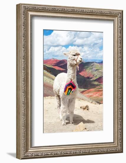 Colors of Peru - White Alpaca Palcoyo-Philippe HUGONNARD-Framed Photographic Print