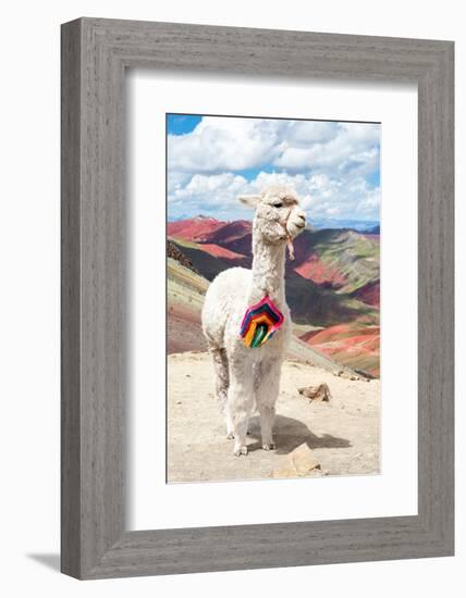 Colors of Peru - White Alpaca Palcoyo-Philippe HUGONNARD-Framed Photographic Print