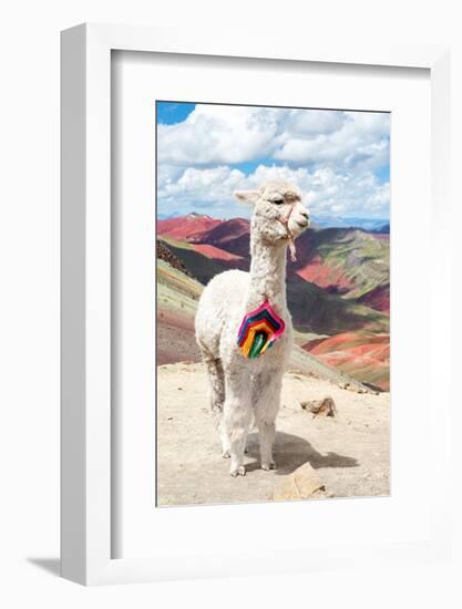 Colors of Peru - White Alpaca Palcoyo-Philippe HUGONNARD-Framed Photographic Print