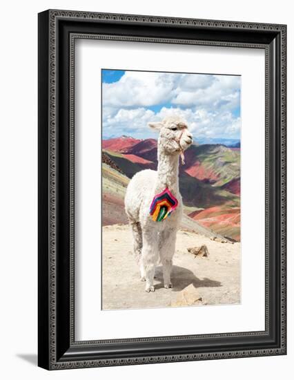 Colors of Peru - White Alpaca Palcoyo-Philippe HUGONNARD-Framed Photographic Print