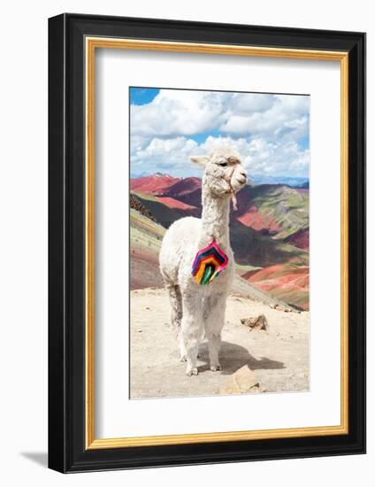 Colors of Peru - White Alpaca Palcoyo-Philippe HUGONNARD-Framed Photographic Print