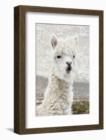 Colors of Peru - White Alpaca Portrait-Philippe HUGONNARD-Framed Photographic Print