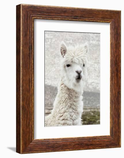 Colors of Peru - White Alpaca Portrait-Philippe HUGONNARD-Framed Photographic Print