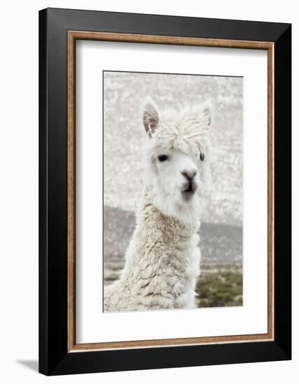 Colors of Peru - White Alpaca Portrait-Philippe HUGONNARD-Framed Photographic Print
