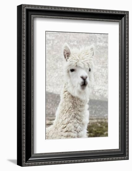 Colors of Peru - White Alpaca Portrait-Philippe HUGONNARD-Framed Photographic Print