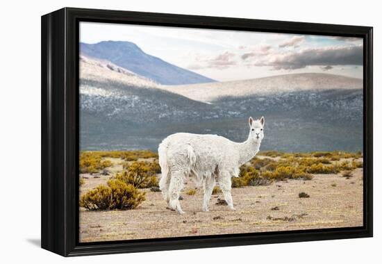 Colors of Peru - White Alpaca-Philippe HUGONNARD-Framed Premier Image Canvas