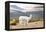 Colors of Peru - White Alpaca-Philippe HUGONNARD-Framed Premier Image Canvas