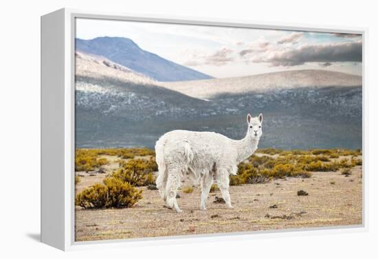 Colors of Peru - White Alpaca-Philippe HUGONNARD-Framed Premier Image Canvas