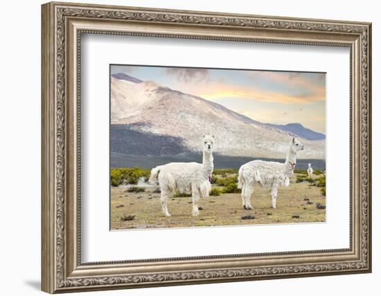 Colors of Peru - White Llamas-Philippe HUGONNARD-Framed Photographic Print
