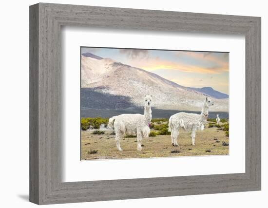 Colors of Peru - White Llamas-Philippe HUGONNARD-Framed Photographic Print