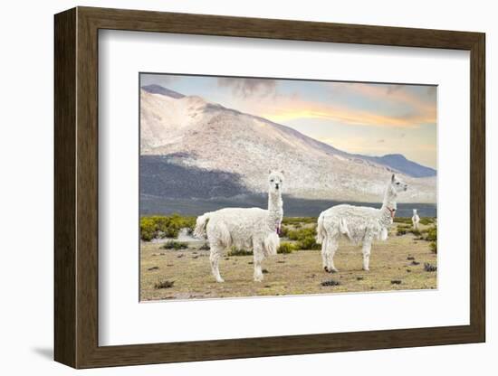 Colors of Peru - White Llamas-Philippe HUGONNARD-Framed Photographic Print