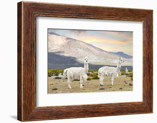 Colors of Peru - White Llamas-Philippe HUGONNARD-Framed Photographic Print