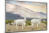 Colors of Peru - White Llamas-Philippe HUGONNARD-Mounted Photographic Print