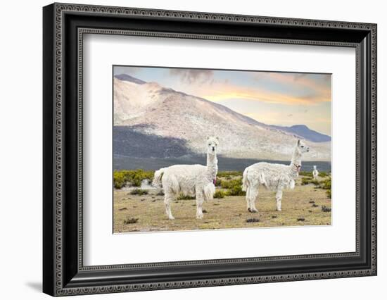 Colors of Peru - White Llamas-Philippe HUGONNARD-Framed Photographic Print