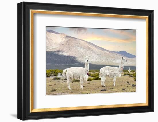 Colors of Peru - White Llamas-Philippe HUGONNARD-Framed Photographic Print