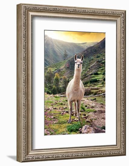 Colors of Peru - Wild Llama-Philippe HUGONNARD-Framed Photographic Print