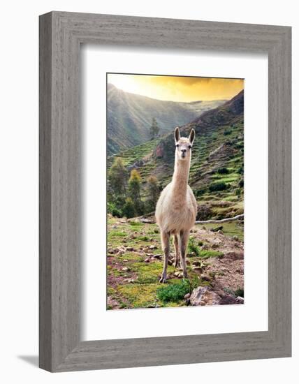 Colors of Peru - Wild Llama-Philippe HUGONNARD-Framed Photographic Print