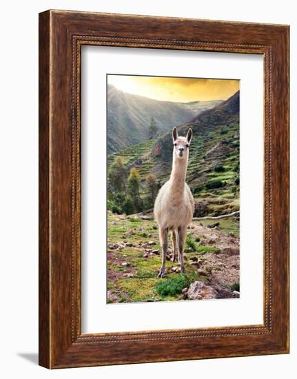 Colors of Peru - Wild Llama-Philippe HUGONNARD-Framed Photographic Print