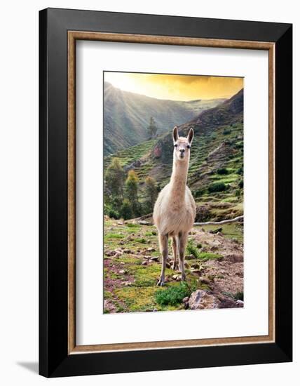 Colors of Peru - Wild Llama-Philippe HUGONNARD-Framed Photographic Print