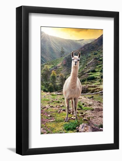 Colors of Peru - Wild Llama-Philippe HUGONNARD-Framed Photographic Print