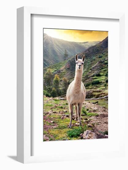 Colors of Peru - Wild Llama-Philippe HUGONNARD-Framed Photographic Print