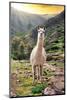 Colors of Peru - Wild Llama-Philippe HUGONNARD-Mounted Photographic Print