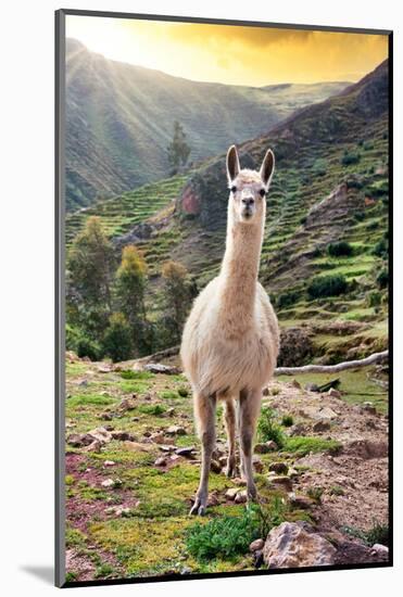 Colors of Peru - Wild Llama-Philippe HUGONNARD-Mounted Photographic Print