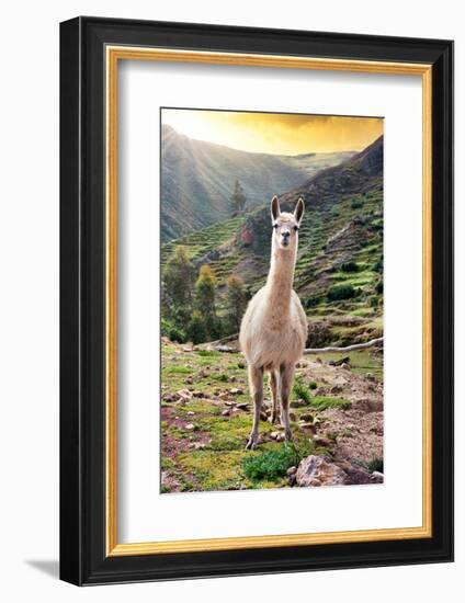 Colors of Peru - Wild Llama-Philippe HUGONNARD-Framed Photographic Print