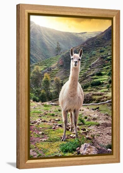 Colors of Peru - Wild Llama-Philippe HUGONNARD-Framed Premier Image Canvas