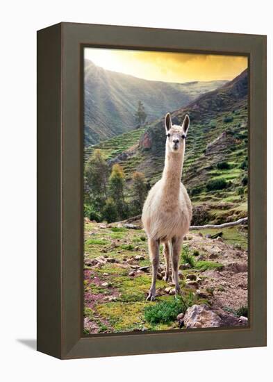 Colors of Peru - Wild Llama-Philippe HUGONNARD-Framed Premier Image Canvas