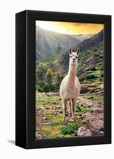 Colors of Peru - Wild Llama-Philippe HUGONNARD-Framed Premier Image Canvas