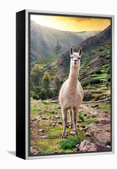 Colors of Peru - Wild Llama-Philippe HUGONNARD-Framed Premier Image Canvas