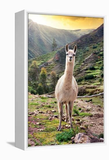 Colors of Peru - Wild Llama-Philippe HUGONNARD-Framed Premier Image Canvas