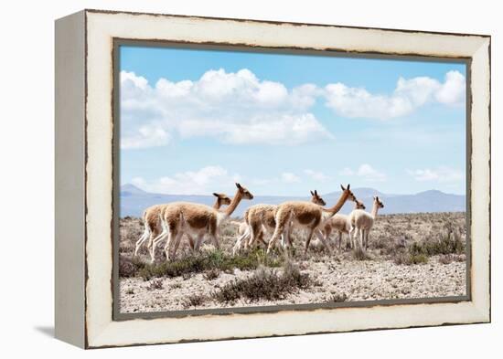 Colors of Peru - Wild Llamas-Philippe HUGONNARD-Framed Premier Image Canvas