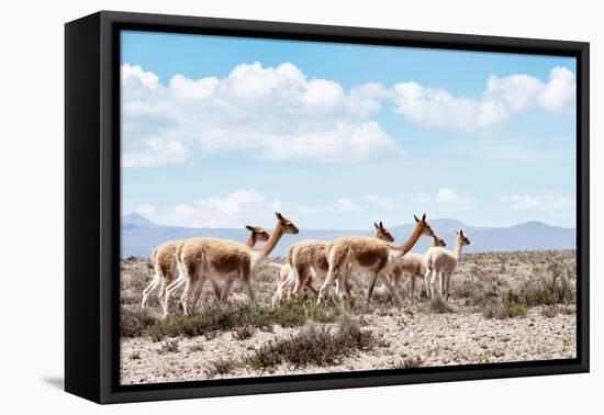 Colors of Peru - Wild Llamas-Philippe HUGONNARD-Framed Premier Image Canvas