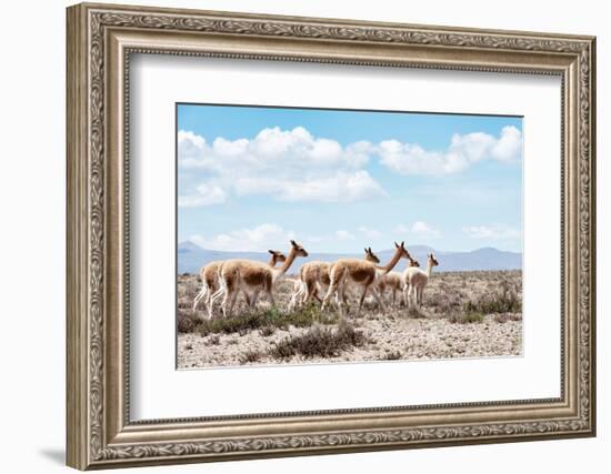 Colors of Peru - Wild Llamas-Philippe HUGONNARD-Framed Photographic Print