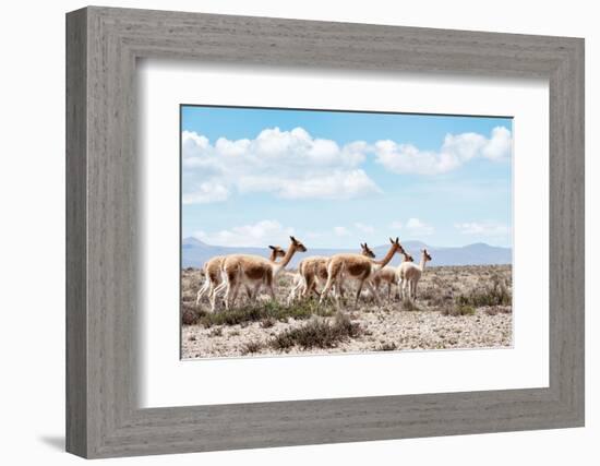 Colors of Peru - Wild Llamas-Philippe HUGONNARD-Framed Photographic Print