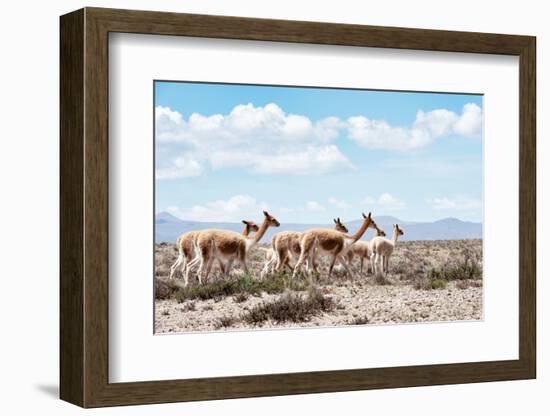 Colors of Peru - Wild Llamas-Philippe HUGONNARD-Framed Photographic Print