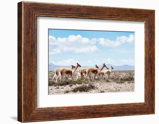 Colors of Peru - Wild Llamas-Philippe HUGONNARD-Framed Photographic Print