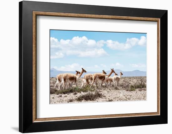 Colors of Peru - Wild Llamas-Philippe HUGONNARD-Framed Photographic Print